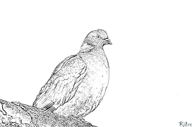 pigeon Shafukan Masu Launi Da Ake Bugawa